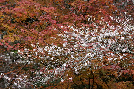 小原の四季桜９