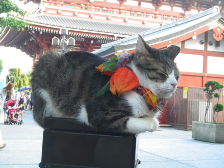 浅草ほおずき市2015 ほおずきにゃんこ