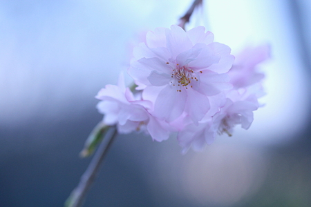 夕桜