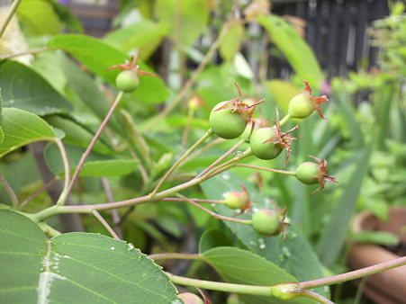 Juneberry