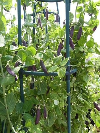 ツタンカーメン豆 紫エンドウマメ 育て方 収穫時期の見極め方 暇人主婦の家庭菜園 楽天ブログ