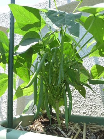 つるなしインゲン つるありインゲン抑制栽培 種まき 8月 9月 暇人主婦の家庭菜園 楽天ブログ