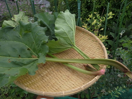 ルバーブの育て方 暇人主婦の家庭菜園 楽天ブログ