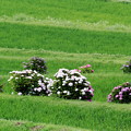 棚田の紫陽花たち
