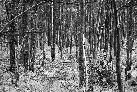 In the Woods 1-7-11