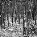 In the Woods 1-7-11