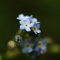 Photos: Smaller Forget-me-not 7-9-15