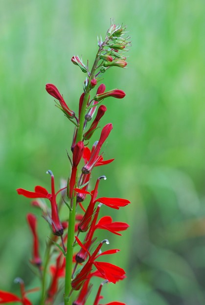 Photos: Cardinal Flower I 8-8-15