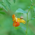 Spotted Touch-me-not 8-8-15