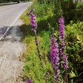 Purple Loosestrife II 8-8-15