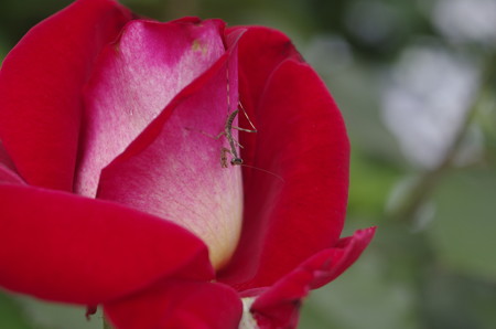 種松山公園の赤いバラと小さなカマキリ