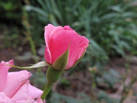 種松山公園のピンクのバラ