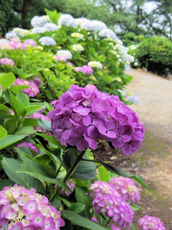 種松山の紫陽花