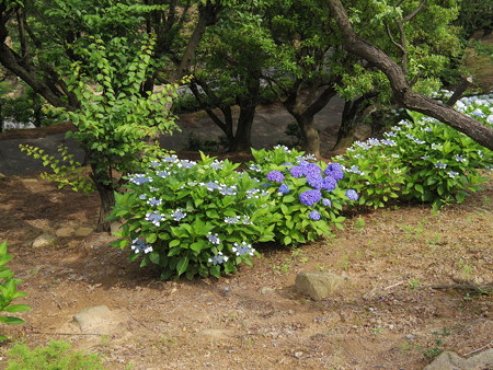 種松山の紫陽花