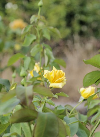 半田山植物園のバラ　マルコ