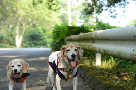 笑ってる笑ってる!(って実は暑くてはーはーしてるんだけどね)
