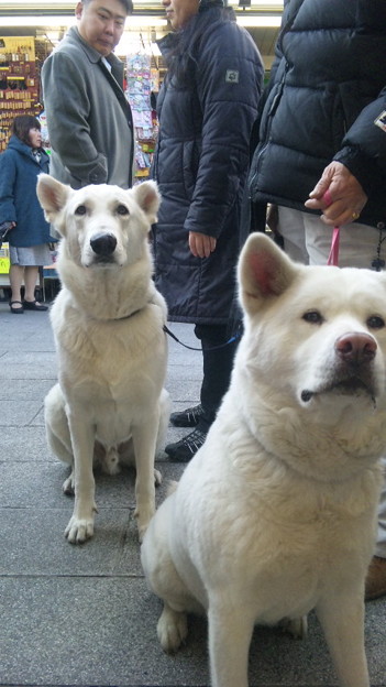 浅草で遭遇したシェパードと秋田犬 でかい と思ったけど秋田犬 の方 写真共有サイト フォト蔵