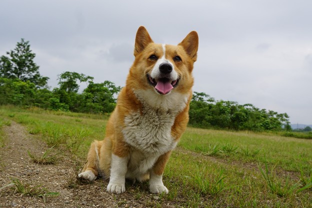原っぱ