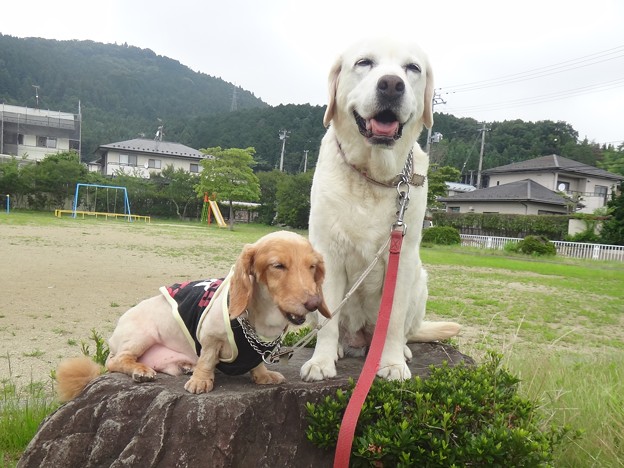 夕散歩