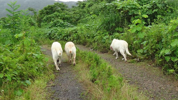 雨ですが