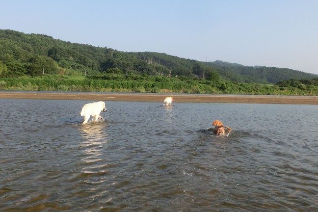 川で放牧