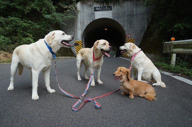 トンネルのある道