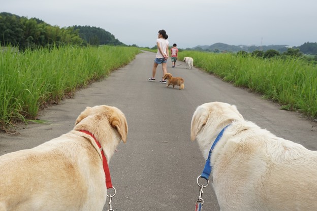堤防散歩