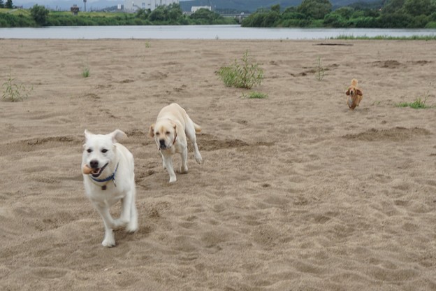 追いかけっこ