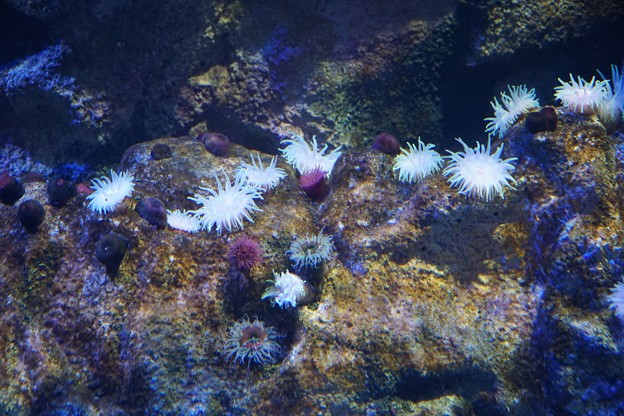 水族館