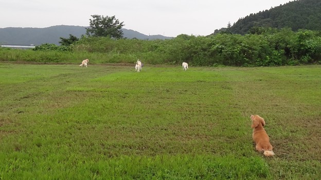 原っぱは雨