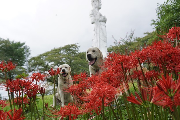 曼珠沙華の公園