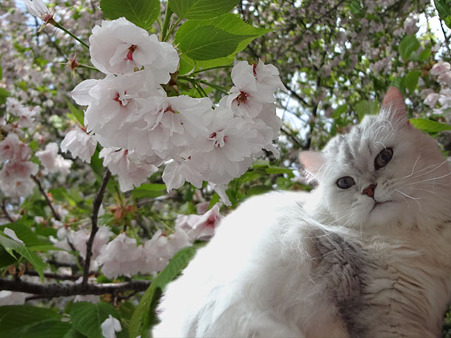 ユズ桜