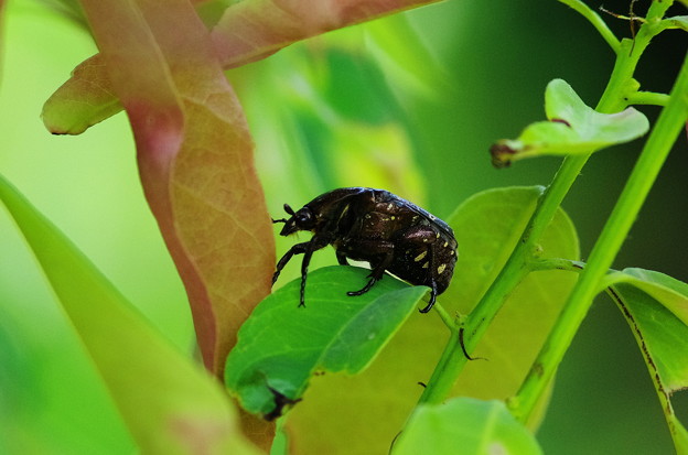 20150810p6