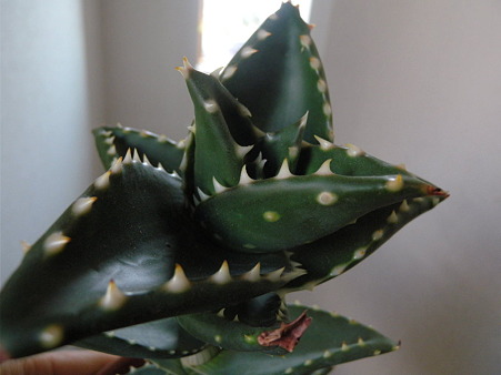 Aloe "Hellskloof Bells"