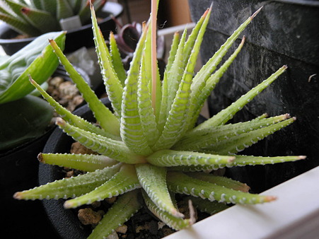 DSCN5842