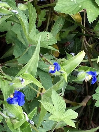 IMG_2468_R
