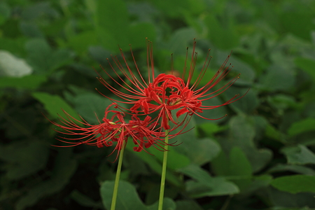 霞城公園　曼珠沙華