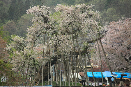 伊佐沢の久保桜での誓い