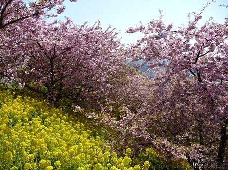 120329-松田山 河津桜 (102)