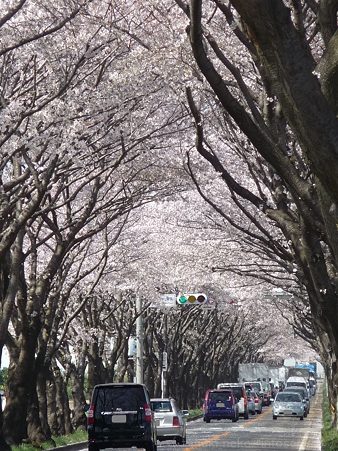 120412-海軍道路 (43)