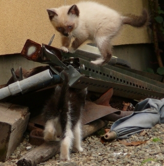 遊ぶ