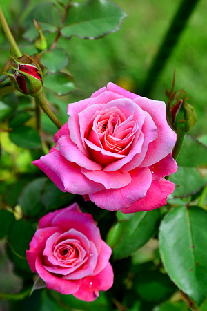 La vie en rose
