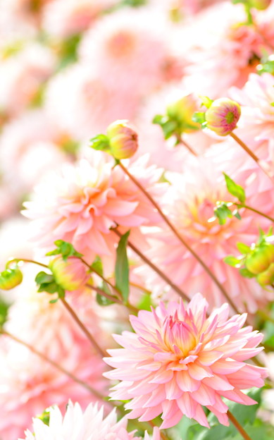 涅槃花