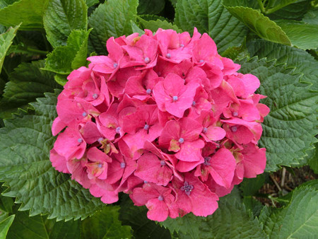 紫陽花1