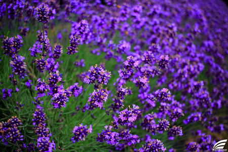 Blog_20150704_002