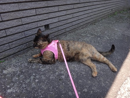 チビタン