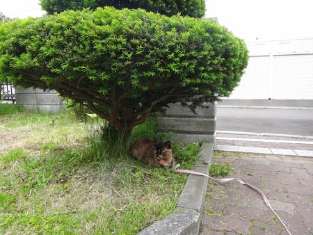 チビタン
