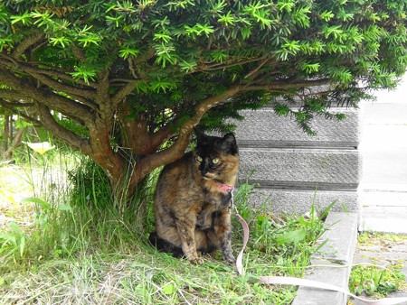 チビタン