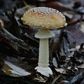 Photos: テングタケ