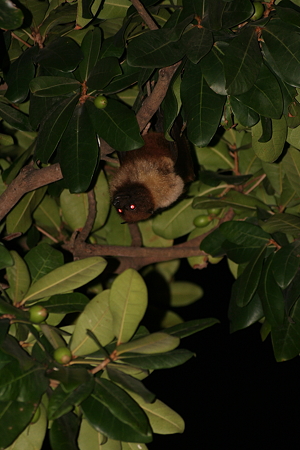 LeionBat (2)
